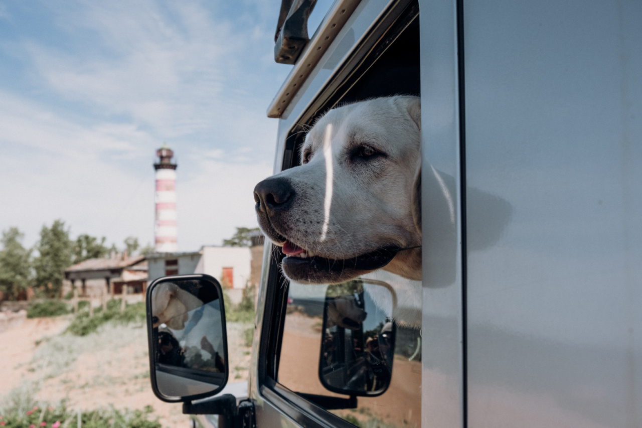 Dog: On Our Side as Protector and More