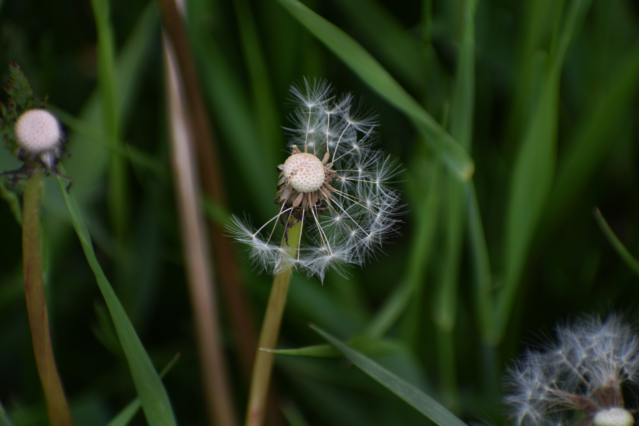 The Healing Properties of Anemia-Fighting Seeds