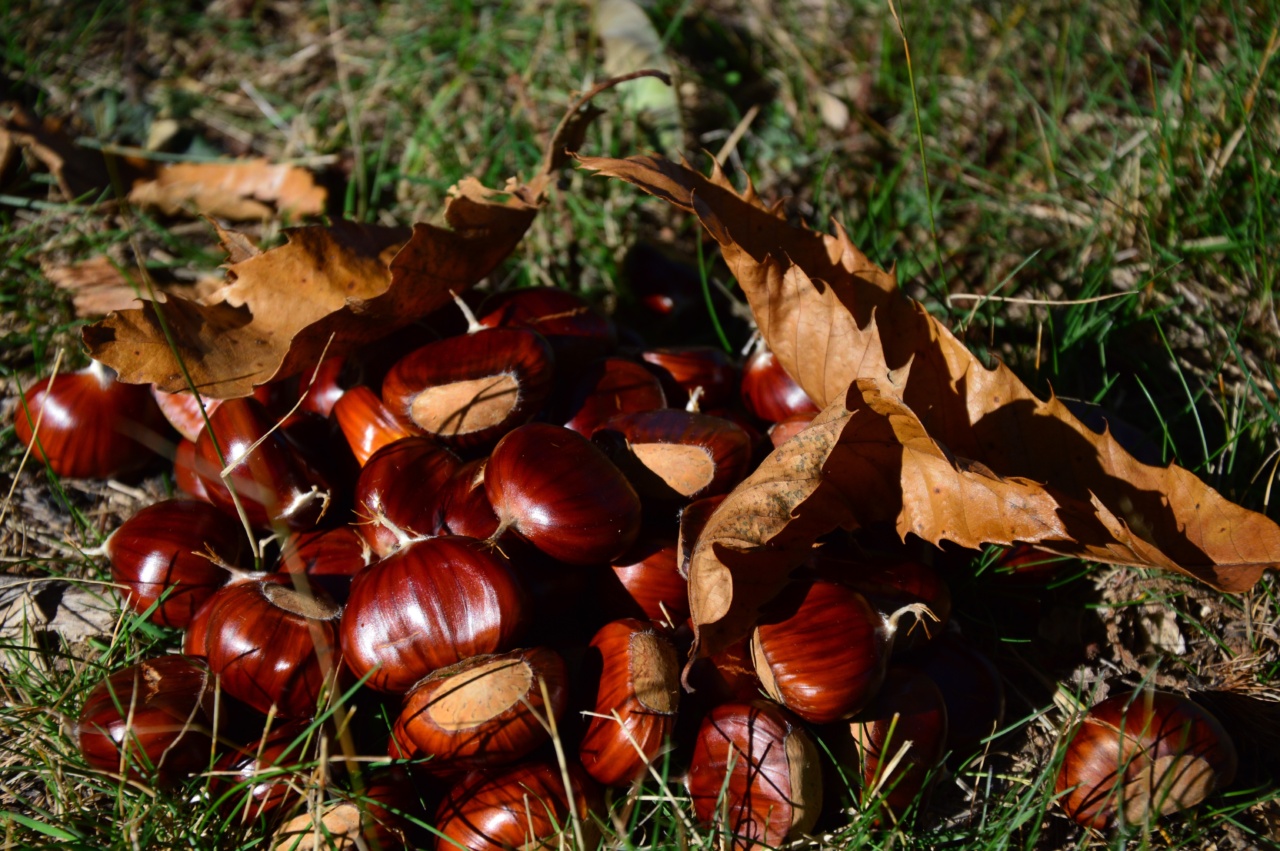 Discover the Nutritional Benefits of Chestnuts this Autumn