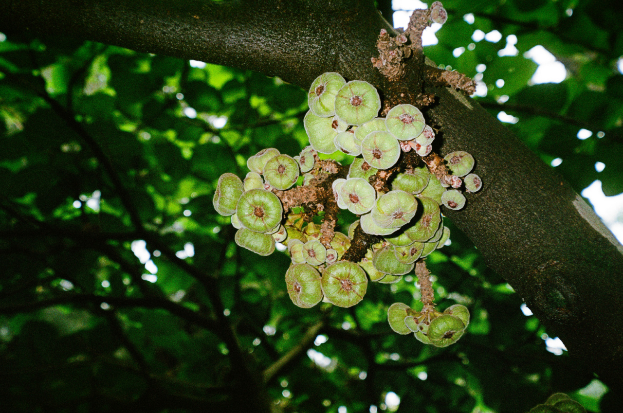 How to Raise Hemoglobin Levels Naturally: 6 Fruits to Try