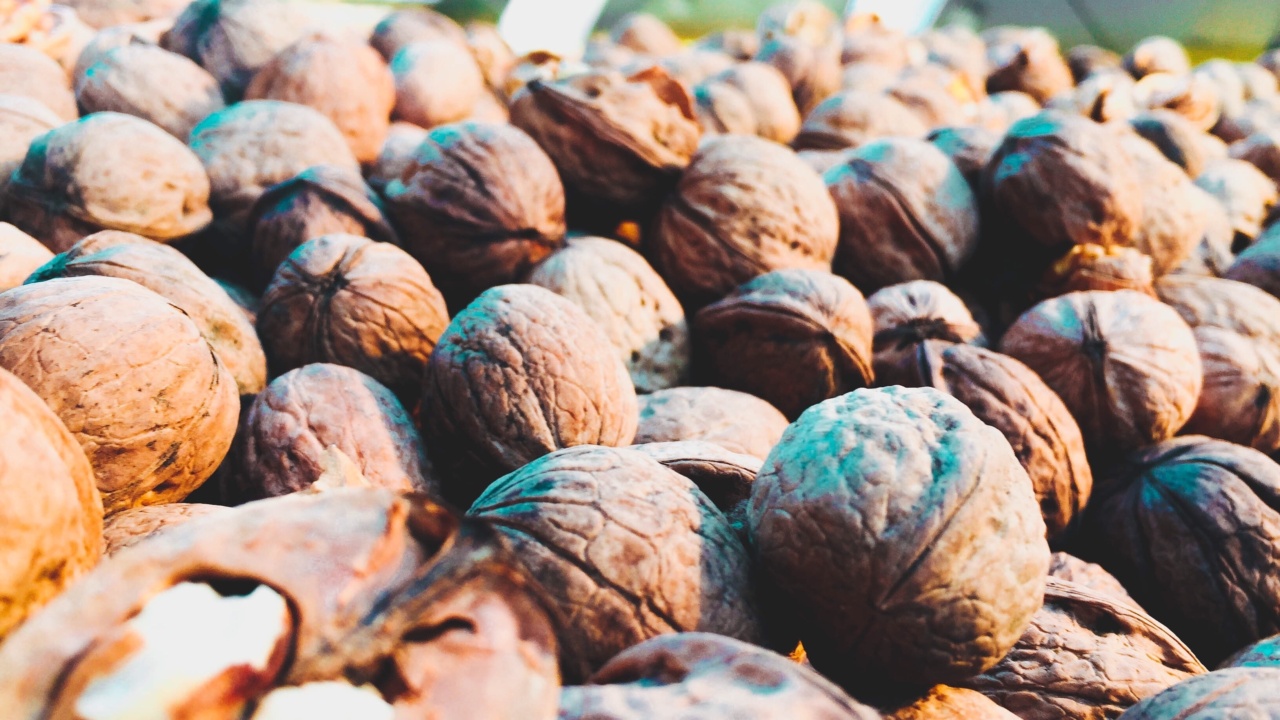 The role of walnuts in improving digestive health