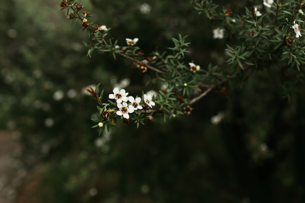 Cystic Fibrosis and Manuka Honey: Is There Really Hope?