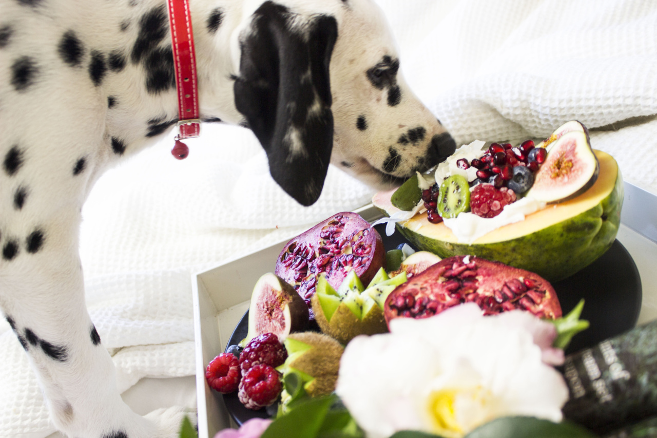 Dog barks along to 101 Dalmatians