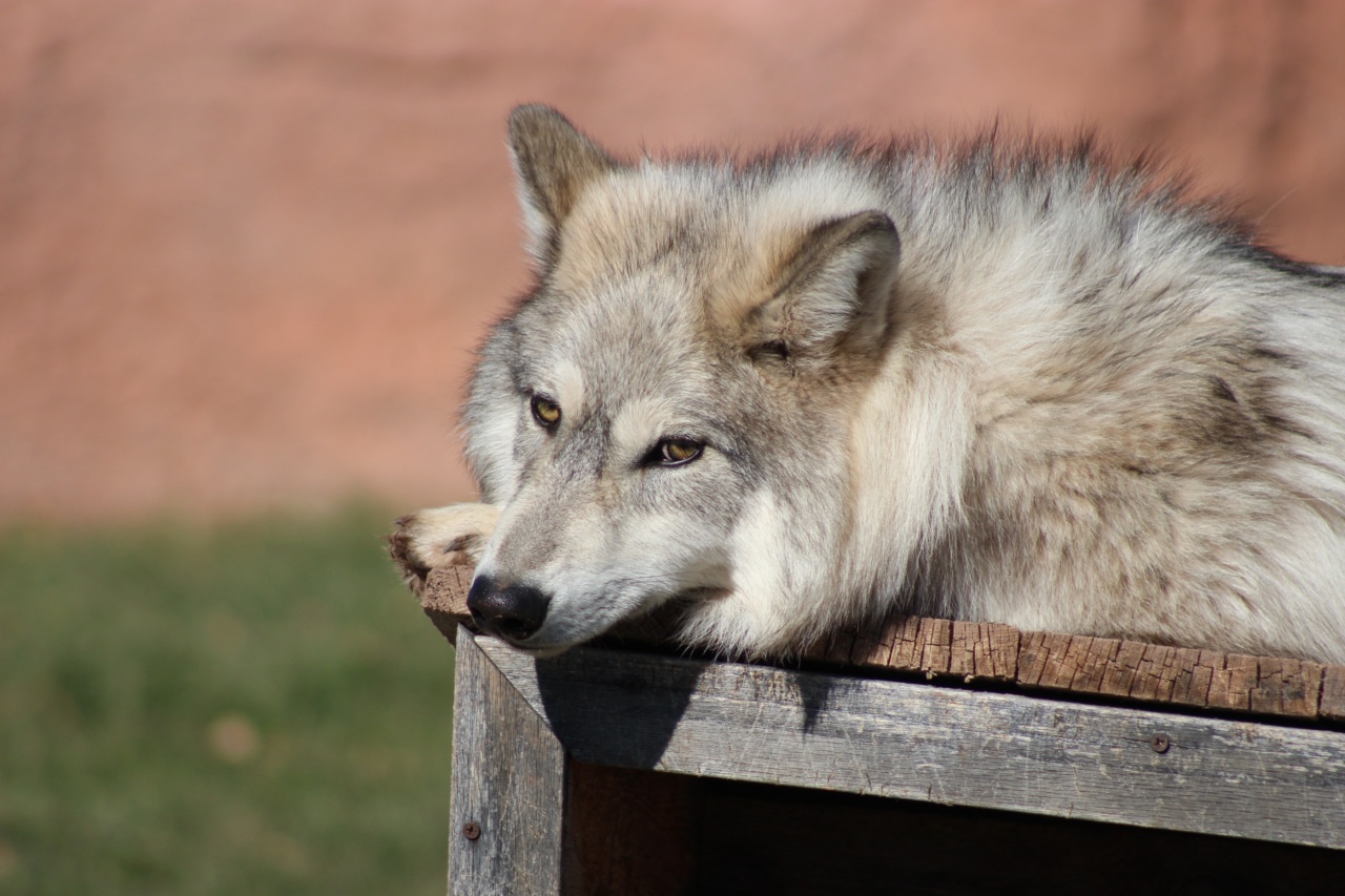 The Power of Sleep: Unlocking the Secrets to a Healthier, Longer Life