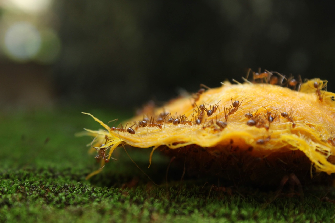 Ants on the terrace: Teaching your dog not to chase them