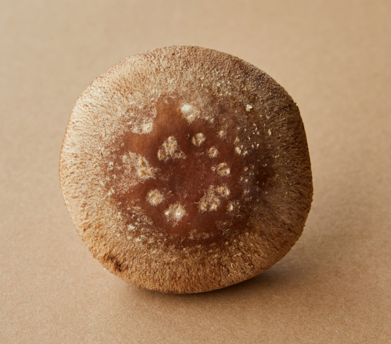 Unlocking the power of dinner: Regulating your bio clock through food
