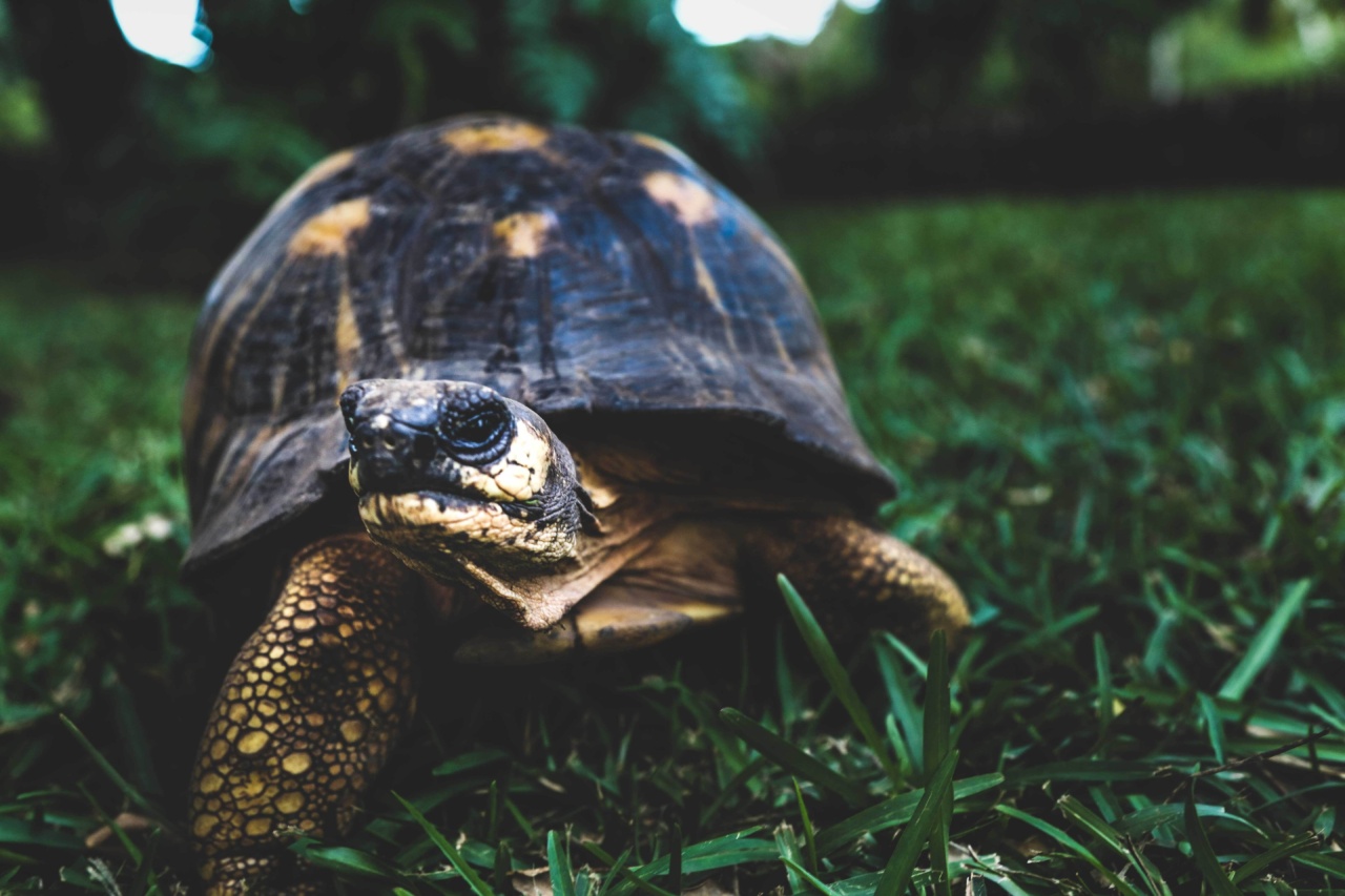Theodorikakos: Animal protection measures implemented effectively