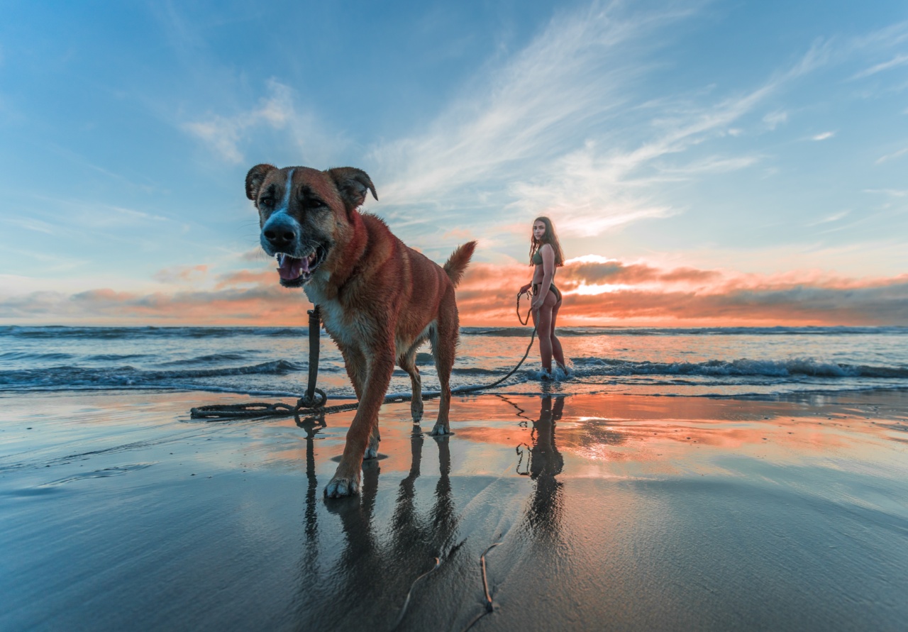 How to Make Sure Your Dog Has a Great Vacation