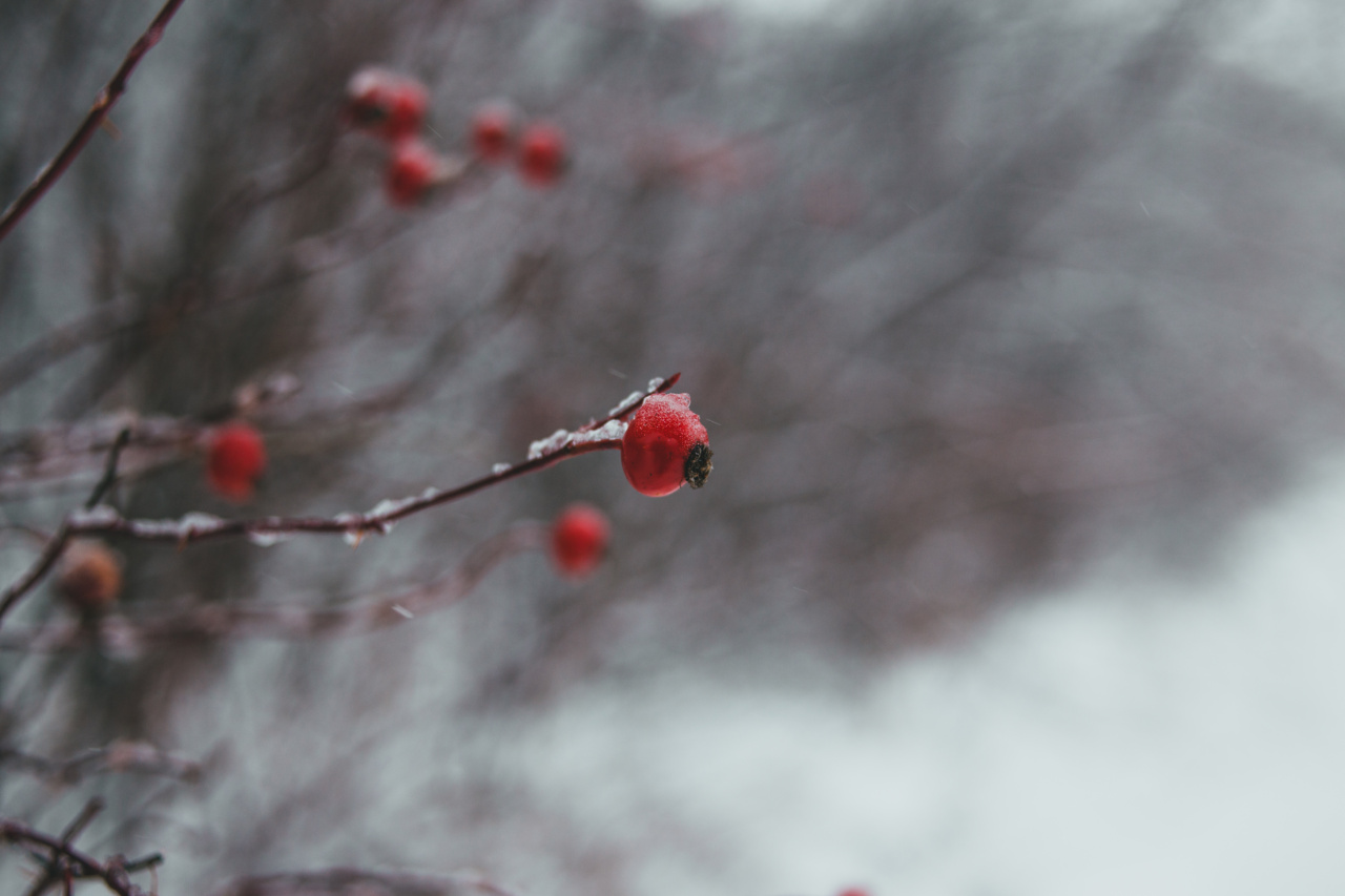 Fight Inflammation with These Red Winter Vegetables