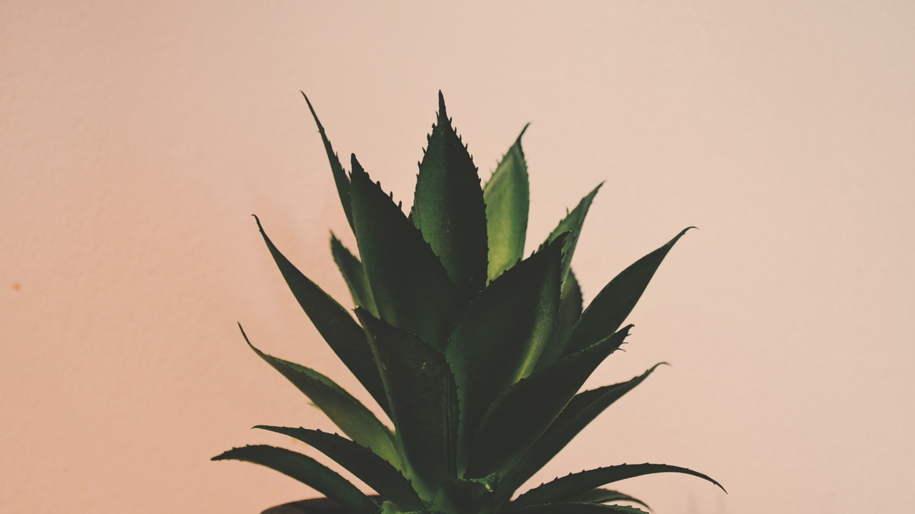 Aloe Vera: A Herbal Treasure for a Healthier You