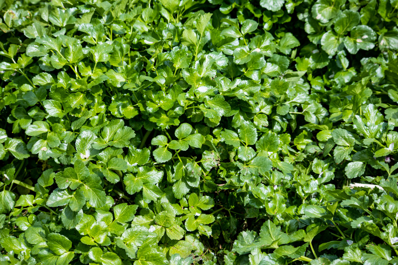 Get rid of external warts with this natural herb in 50%