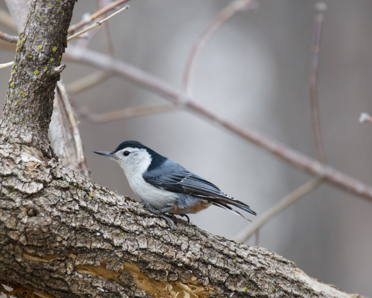 Breakthrough cancer treatment ingredient found in tree bark