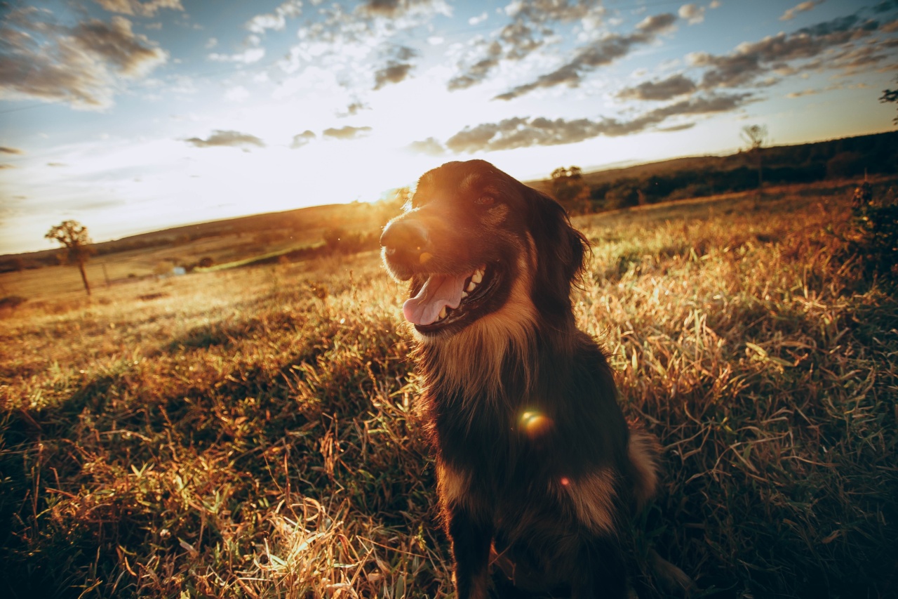 Is your pet disrupting your beauty rest?