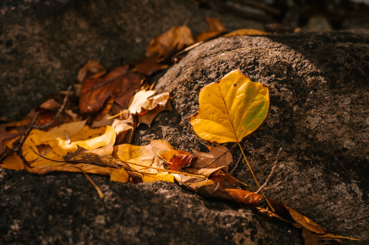 Discover the All-Natural Golden Root Antidepressant