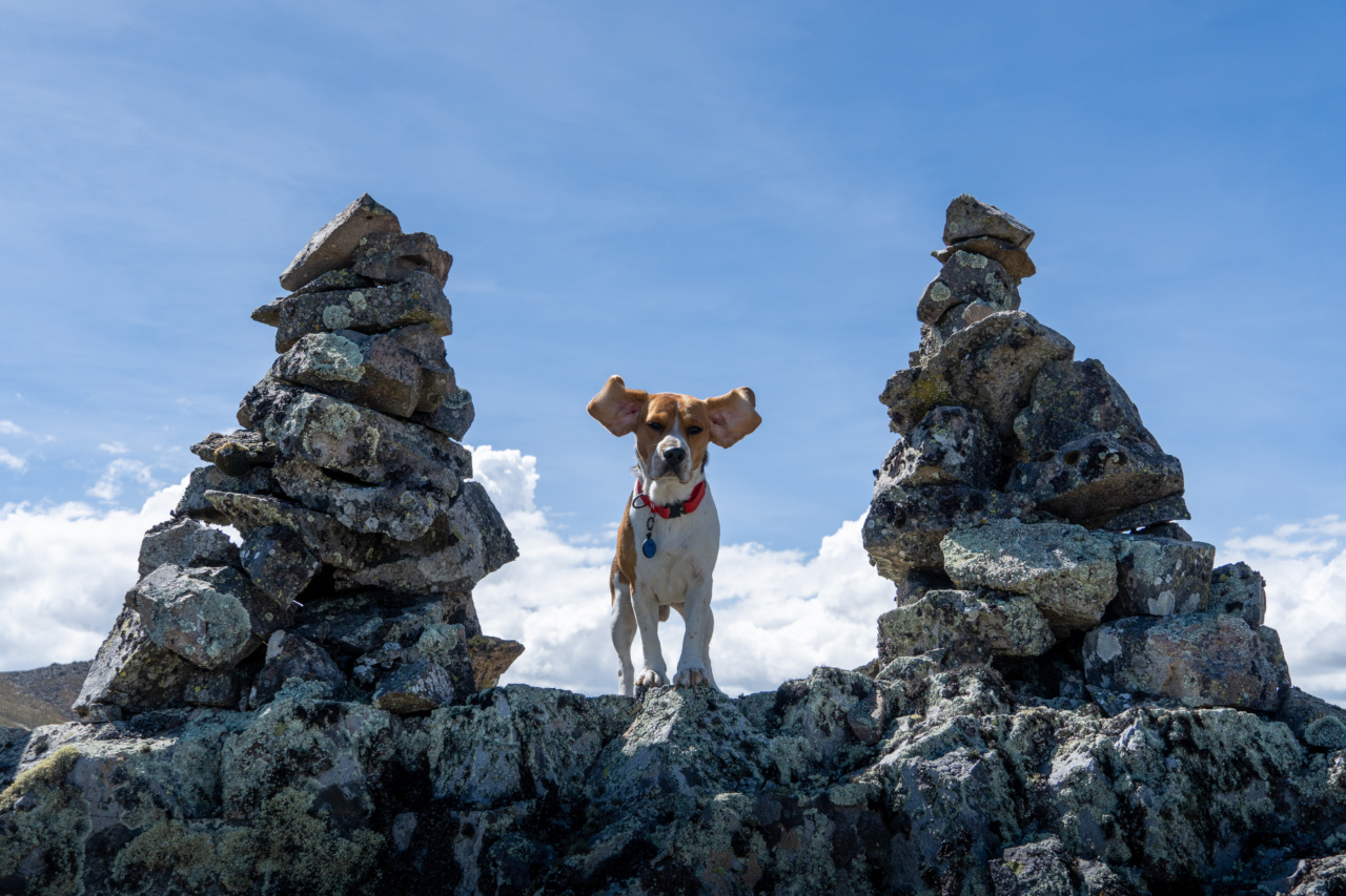The Four Most Common Canine Phobias