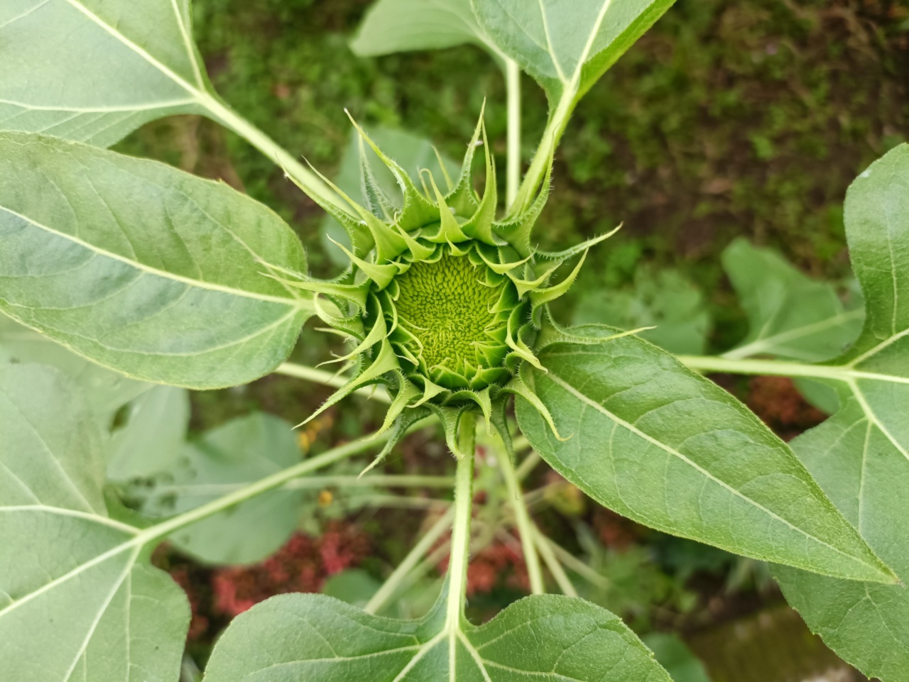 Unlocking the power of sunflower seeds: 5 surprising benefits