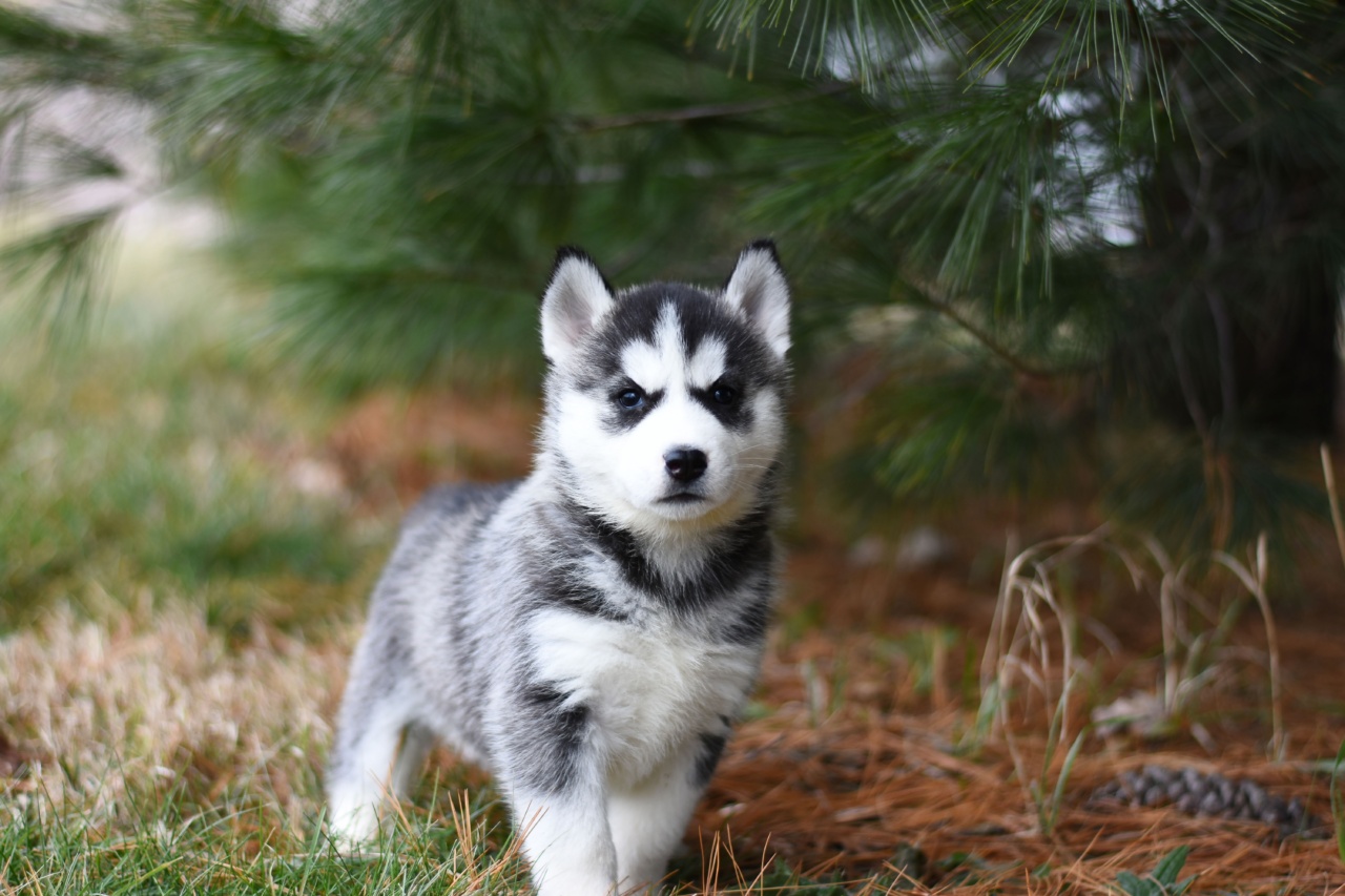 A Puppy with Unique Pistachio-Colored Fur