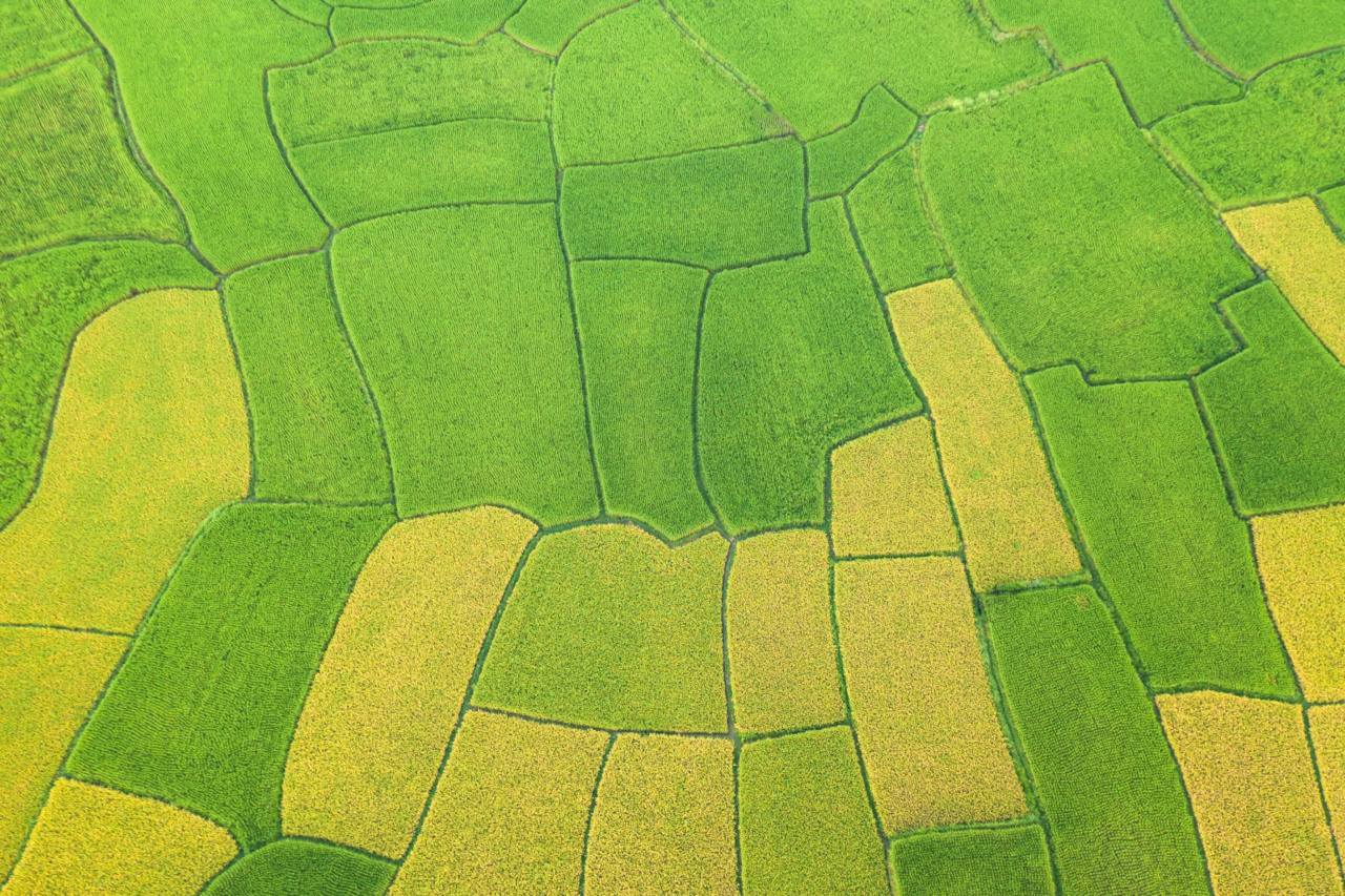 Green Wonders for a Healthy You