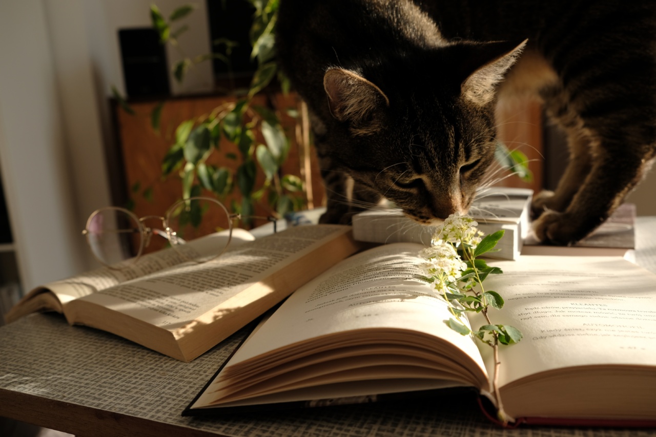 Test your knowledge of your kitten