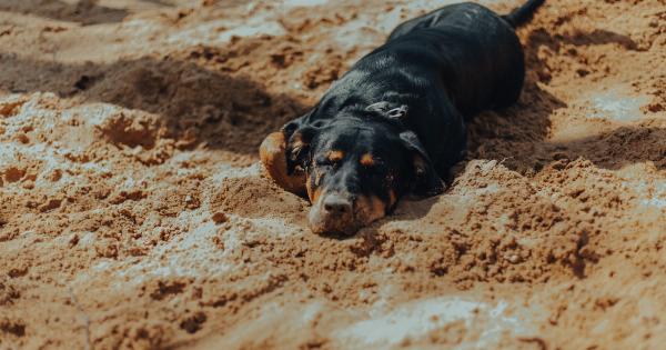 Is it beneficial to shave your dog in hot weather?