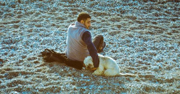 9 safety tips for taking your dog to the beach