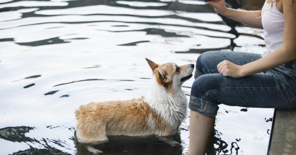 How to teach your dog to swim