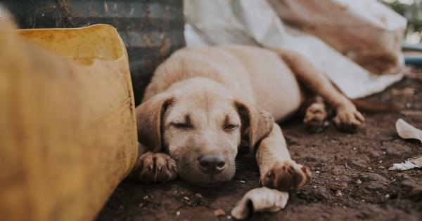 How to help abandoned puppies survive