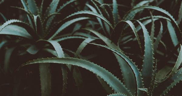 Unlocking the secrets of Aloe Vera: 6 therapeutic properties to explore