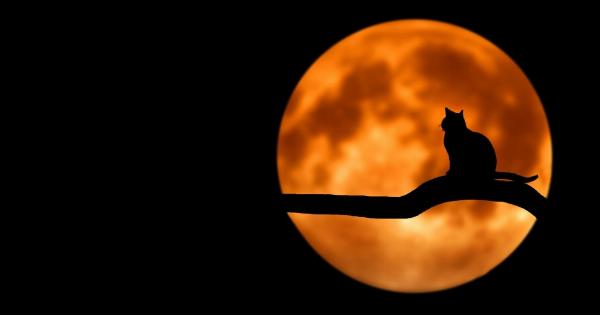 Midnight Obsidian: The cat as dark as night