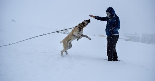 How a Hawk Dog Tamed His Wild Instincts