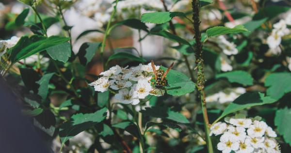 Unleashing the Power of Honey for Your Skin and Hair