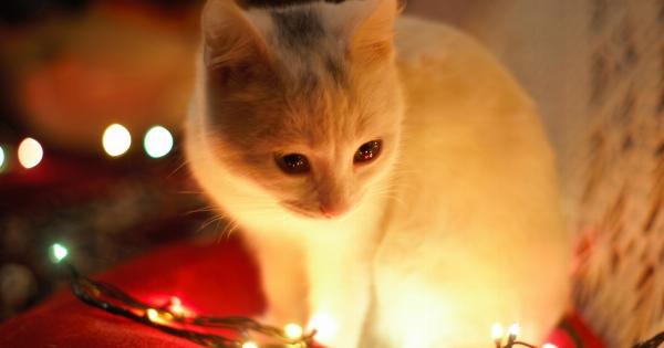 Why Giving Your Pet a Christmas Menu is Unnecessary