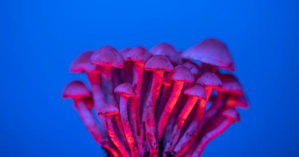 Exploring the benefits of psychedelic fungi