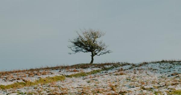 10 herbs to boost your immunity this winter