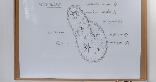 Genital Herpes: When to seek medical attention