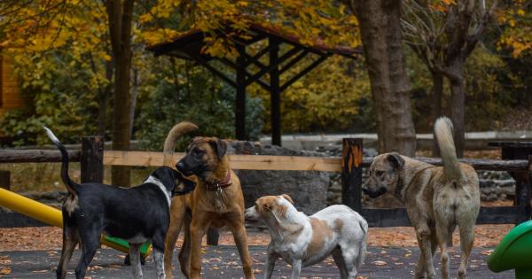 Hopeful messages for stray pets