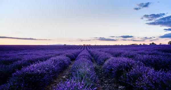 Lavender: The natural aroma of beauty!