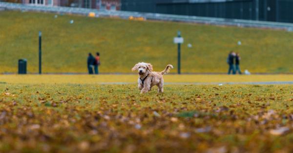 Dog: What autumn exams are necessary?