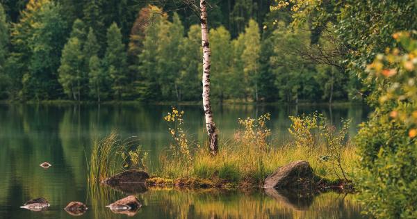Birch Water for Detoxification: Is It Effective?
