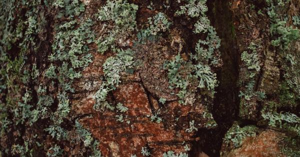 The Rise of Candida Auris: A Potentially Lethal Fungi