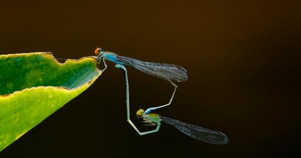 Heart Wings Unveiled: What Could Be Contributing Factors?