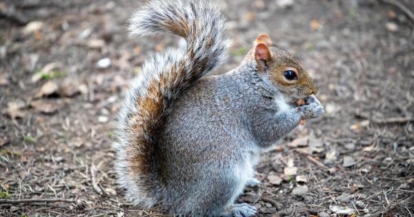 The Super Nut that Cleans Cholesterol Build-Up