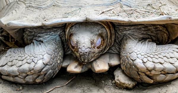 Turtle: Because suddenly ‘frantic’ and hides in its shell
