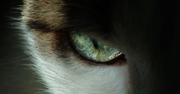 Comparing the Vision of Dogs and Cats