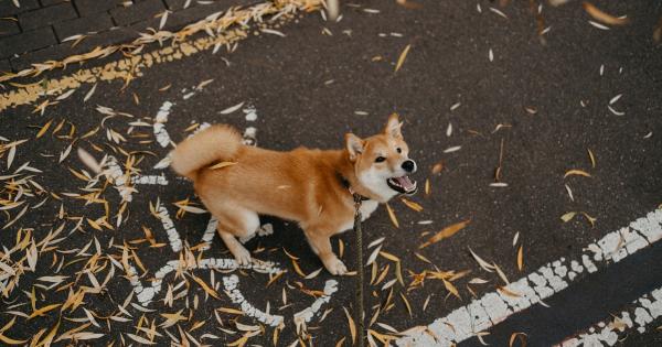 How do I stop my dog from barking at the doorbell?