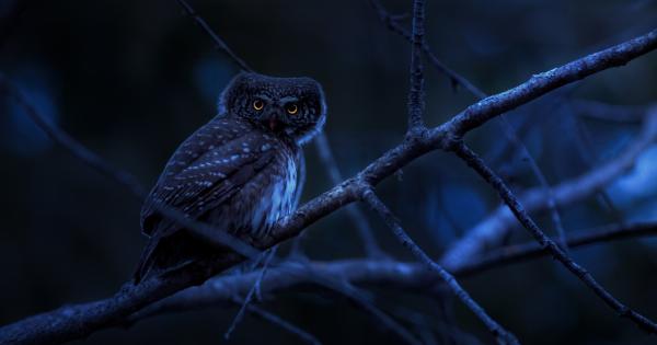 Does being a night owl affect your work?