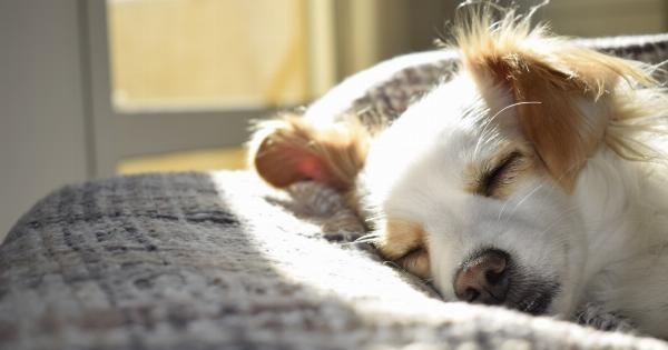 Why Do All Dogs Sleep Curled Up? The Answer is Surprising