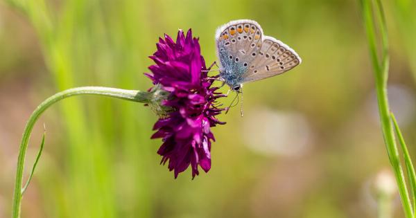 Your Guide to Spring Allergies: The Most Common Causes