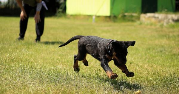 The Suffering Hound Who Outsmarted Death and Returned Home