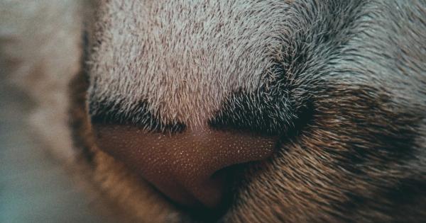 A Dog’s Sense of Smell: How It Determines Our Absence